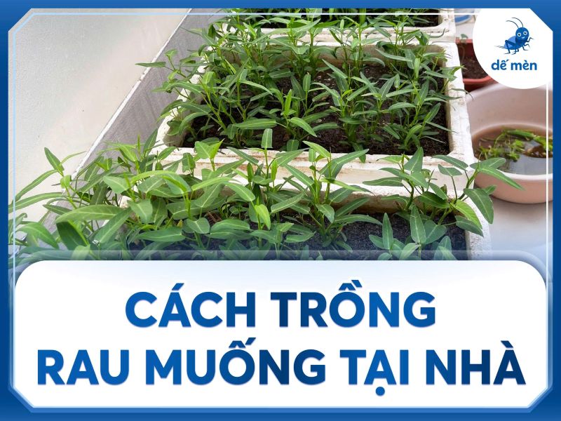 cach trong rau muong tai nha