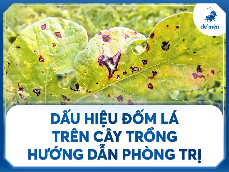 dấu hiệu đốm lá trên cây trồng hướng dẫn phòng trị