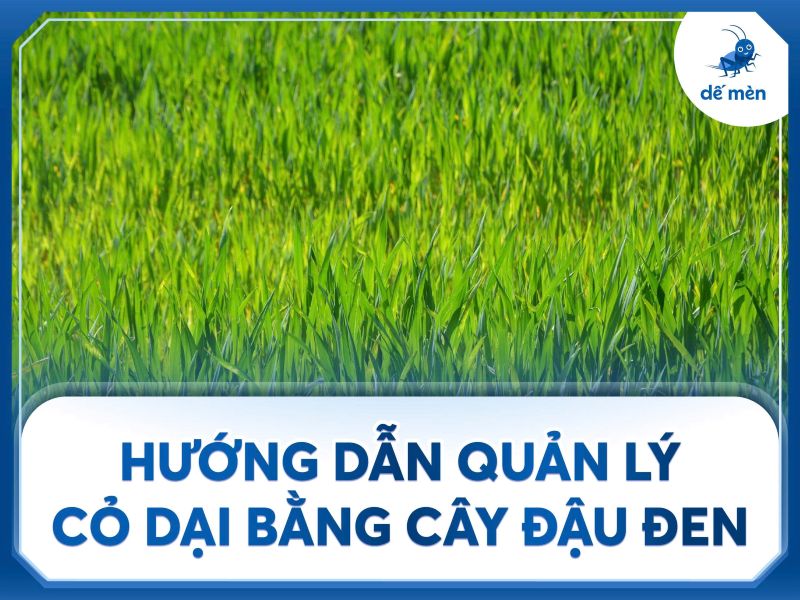 hướng dẫn quản lý cỏ dại bằng cây đậu đen