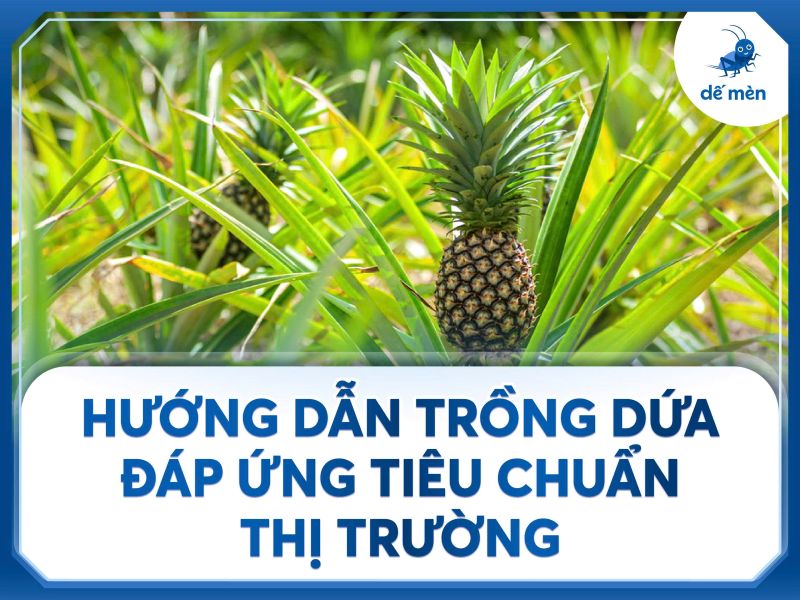 hướng dẫn trồng dứa đáp ứng tiêu chuẩn thị trường