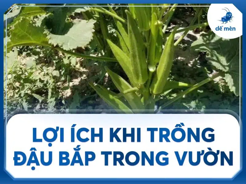 lợi ích khi trồng đậu bắp trong vườn