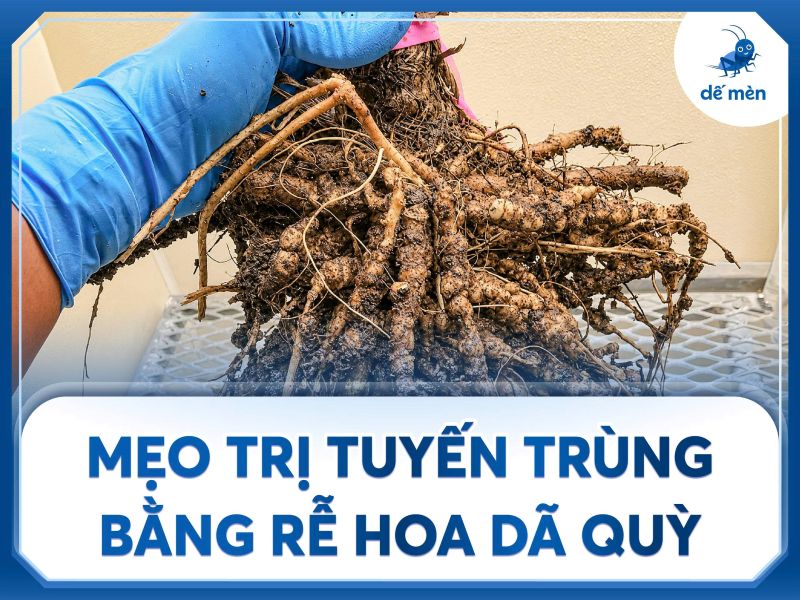 meo tri tuyen trung bang hoa da quy