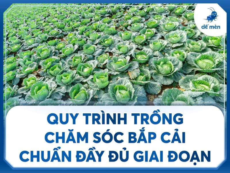 quy trinh trong bap cai cham soc du giai doan