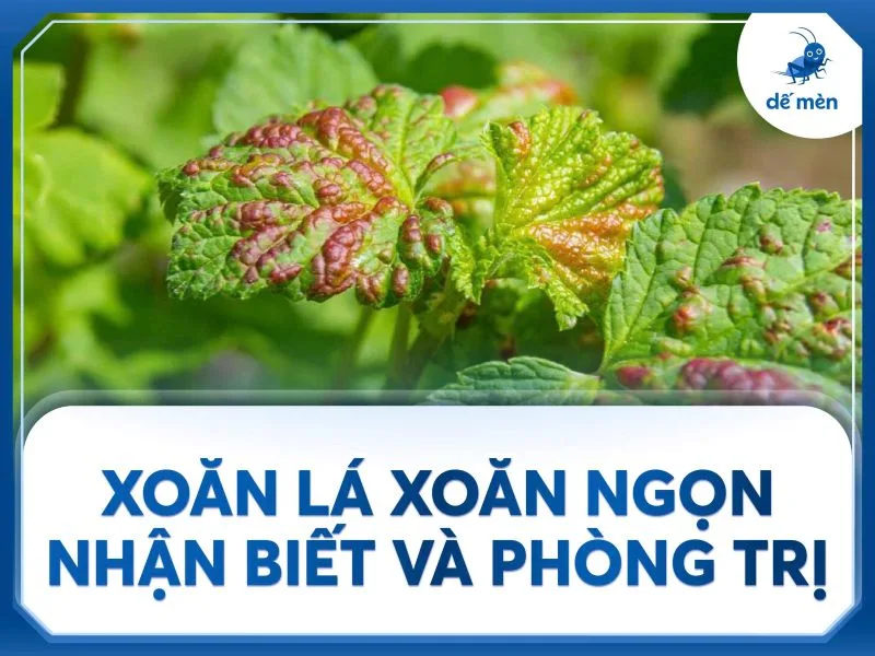 xoăn lá xoăn ngọn nhận biết và điều trị