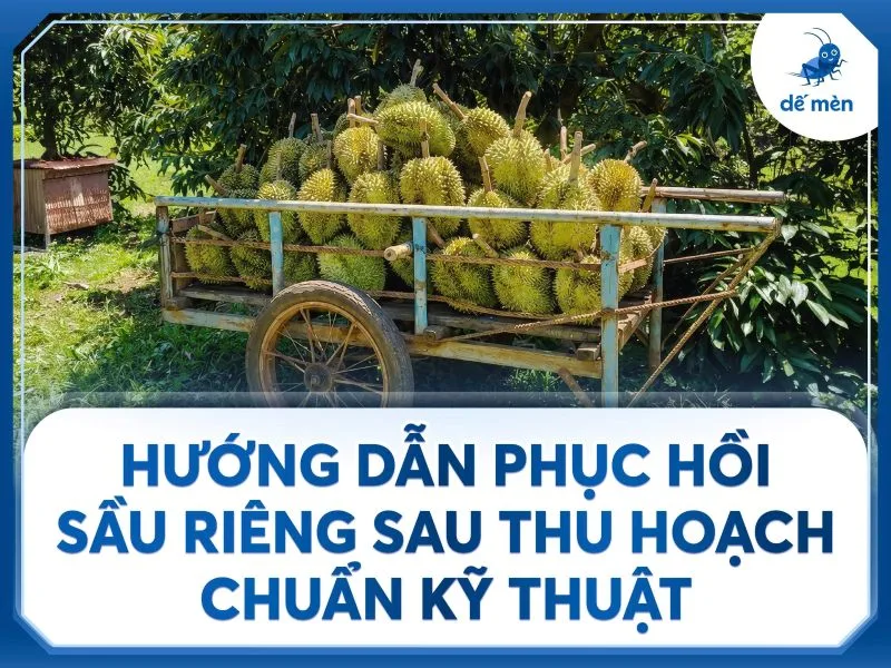 hướng dẫn phục hồi sầu riêng sau thu hoạch đúng chuẩn kỹ thuật
