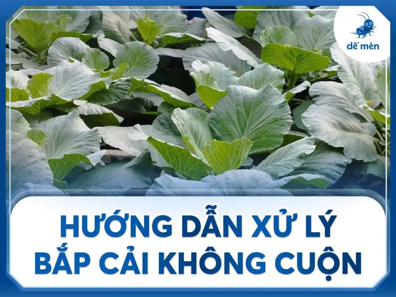 huong dan xu ly bap cai khong cuon